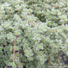 Thymus pseudolanuginosus