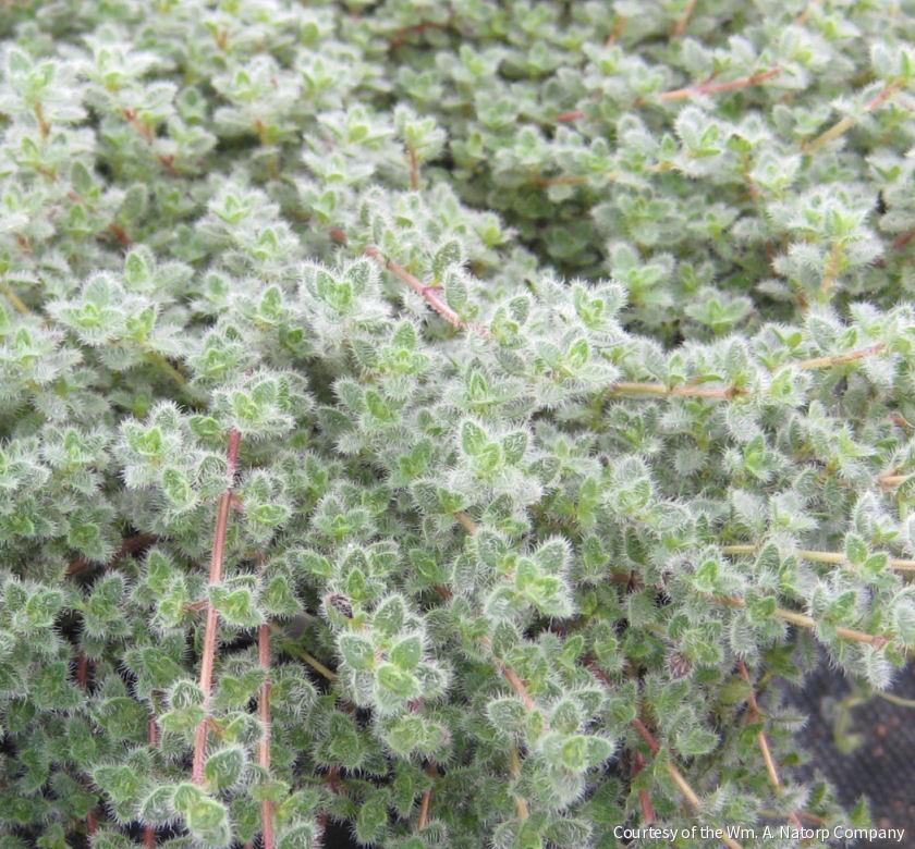 Thymus pseudolanuginosus