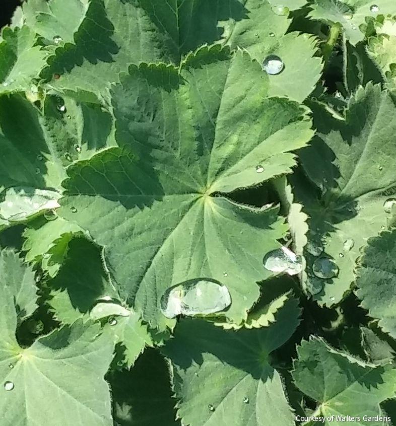 Alchemilla m. 'Thriller'