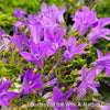 Campanula x 'Birch Hybrid'