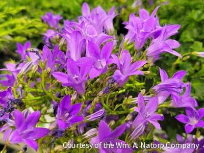 Campanula x 'Birch Hybrid'
