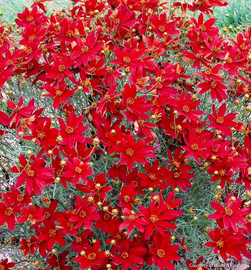 Coreopsis Sizzle & Spice® 'Hot Paprika'
