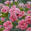 Dianthus 'Coral Reef'