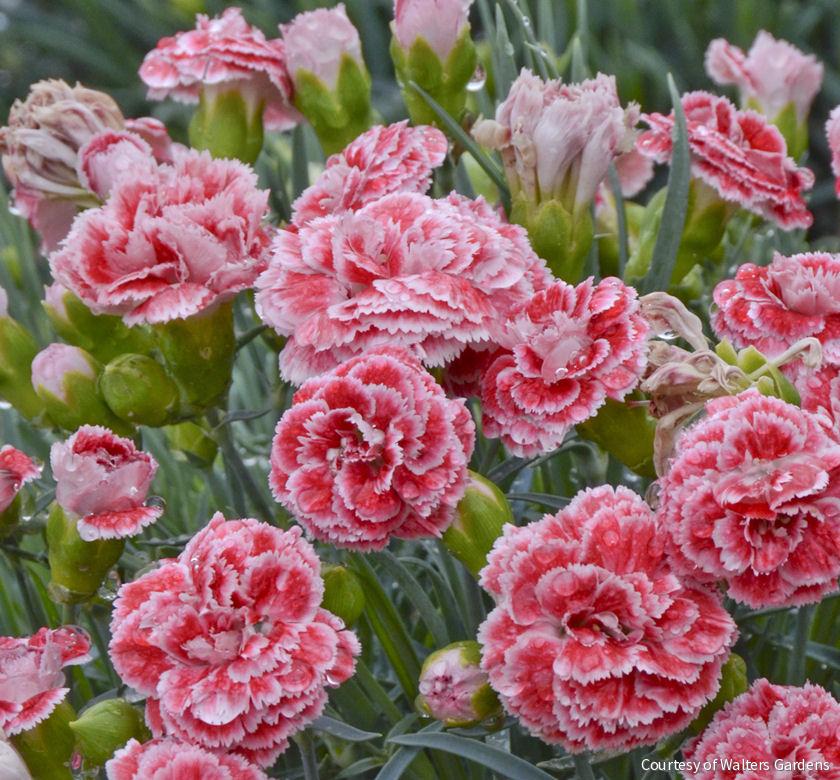 Dianthus 'Coral Reef'