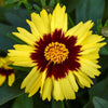 Coreopsis Uptick™ Yellow & Red'