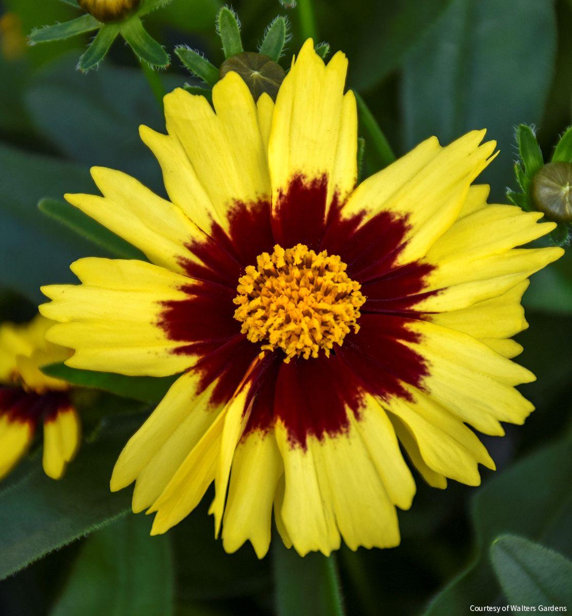 Coreopsis Uptick™ Yellow & Red'