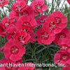 Dianthus 'Eastern Star'