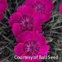 Dianthus 'Neon Star Improved'