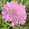 Scabiosa 'Pink Mist'