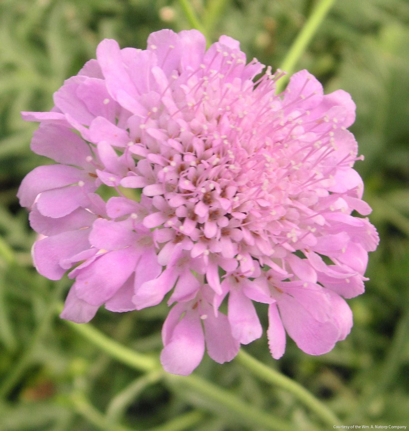 Scabiosa 'Pink Mist'