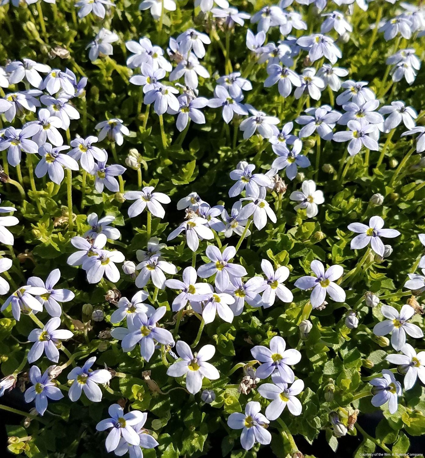 Isotoma fluviatilis (Blue Star Creeper)