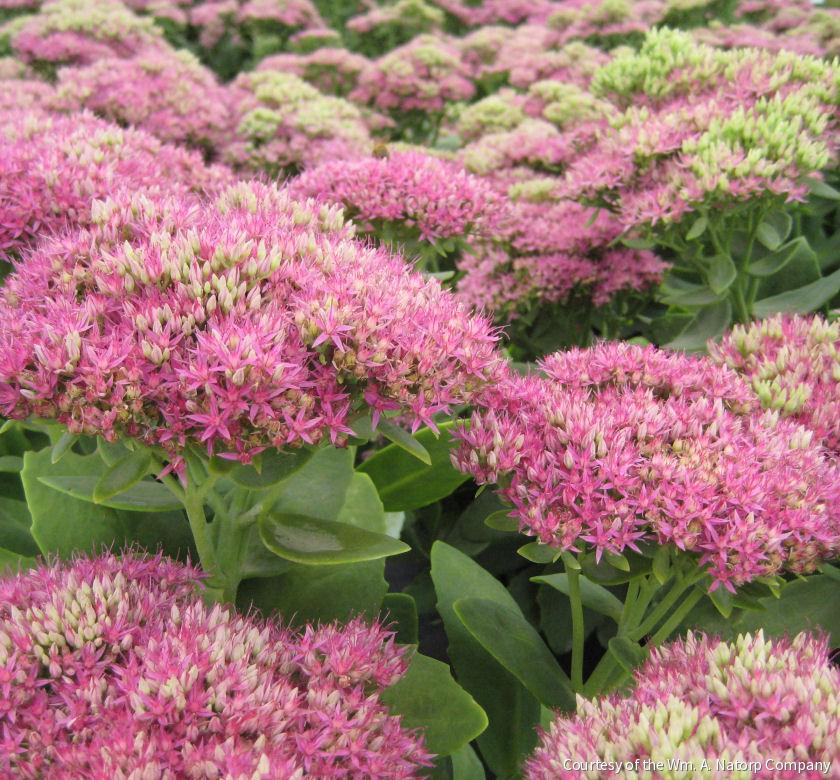 Sedum s. 'Neon'