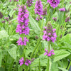 Stachys o. 'Hummelo'
