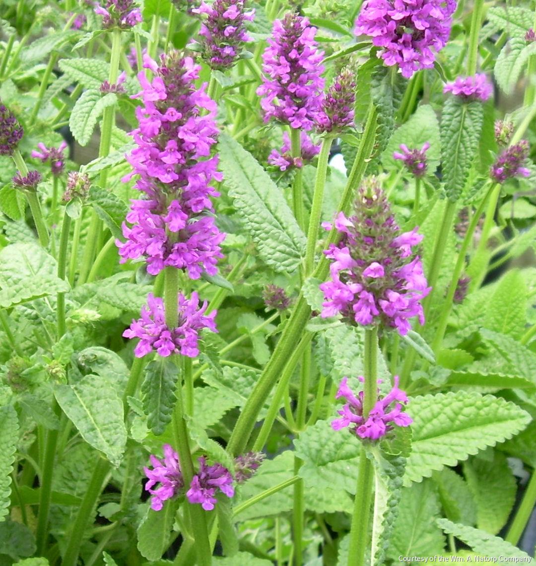 Stachys o. 'Hummelo'