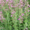 Teucrium chamaedrys (Germander)