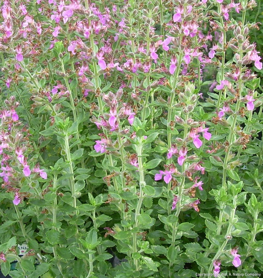Teucrium chamaedrys (Germander)