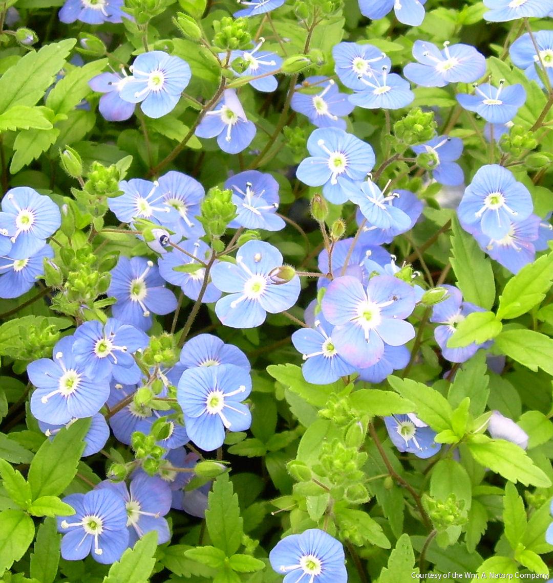 Veronica p. 'Georgia Blue'