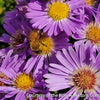 Aster d. 'Wood's Light Blue'