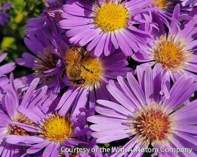 Aster d. 'Wood's Light Blue'