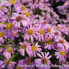 Aster d. 'Wood's Pink'