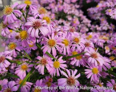 Aster d. 'Wood's Pink'