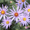 Aster o. 'Raydon's Favorite'