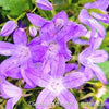 Campanula p. 'Blue Waterfall'