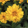 Coreopsis g. 'Early Sunrise'