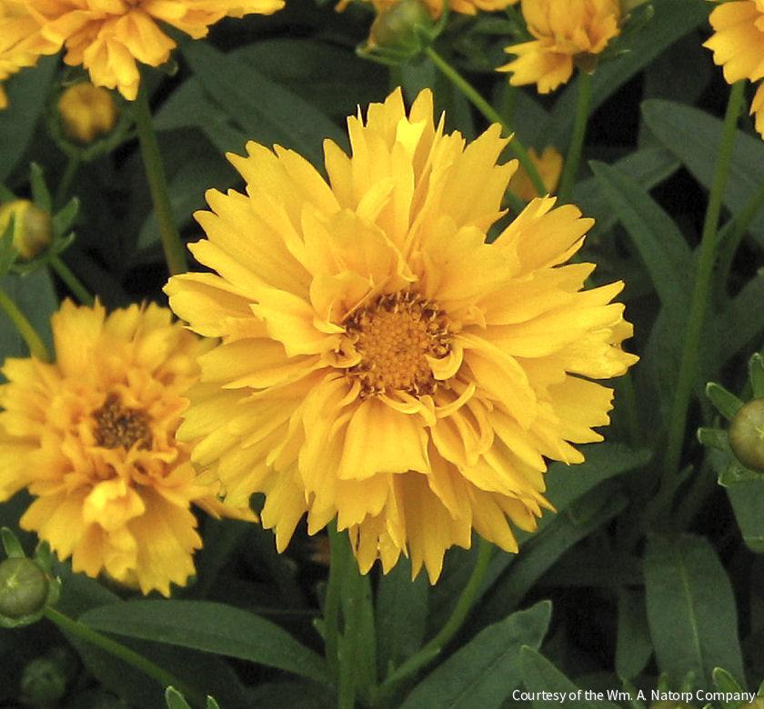 Coreopsis g. 'Early Sunrise'