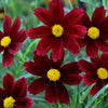 Coreopsis Li'l Bang™ 'Red Elf'