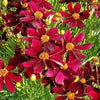 Coreopsis 'Red Satin'