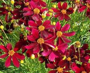 Coreopsis 'Red Satin'