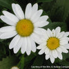 Leucanthemum x s. 'Snowcap'