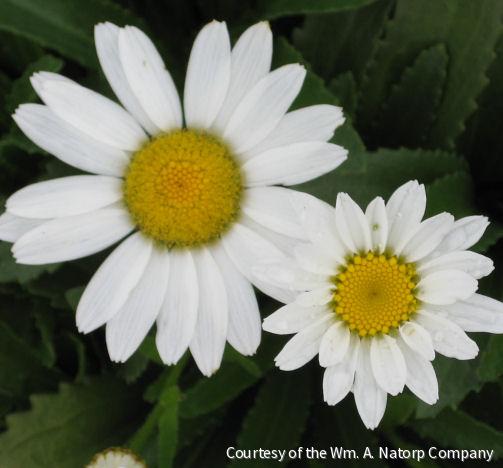 Leucanthemum x s. 'Snowcap'