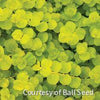 Lysimachia n. 'Goldii'