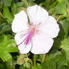 Geranium x c. 'Biokovo'