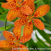 Belamcanda c. 'Freckle Face'