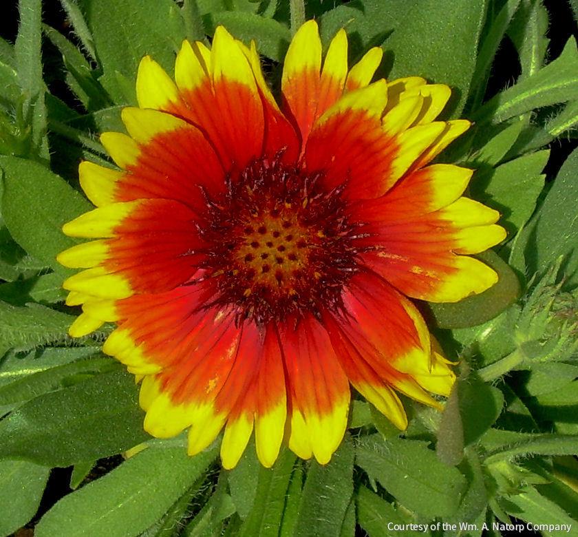 Gaillardia 'Arizona Sun'