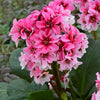 Bergenia 'Dragonfly Sakura'