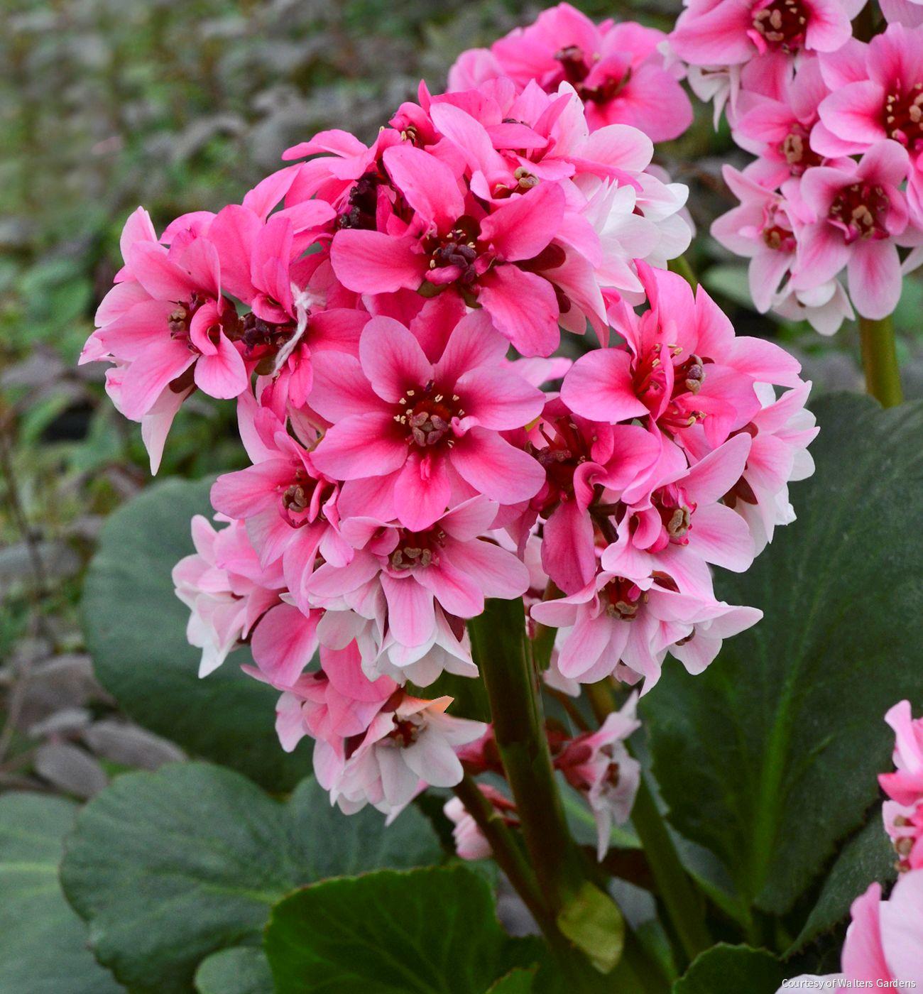 Bergenia 'Dragonfly Sakura'