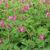 Dicentra 'Luxuriant'