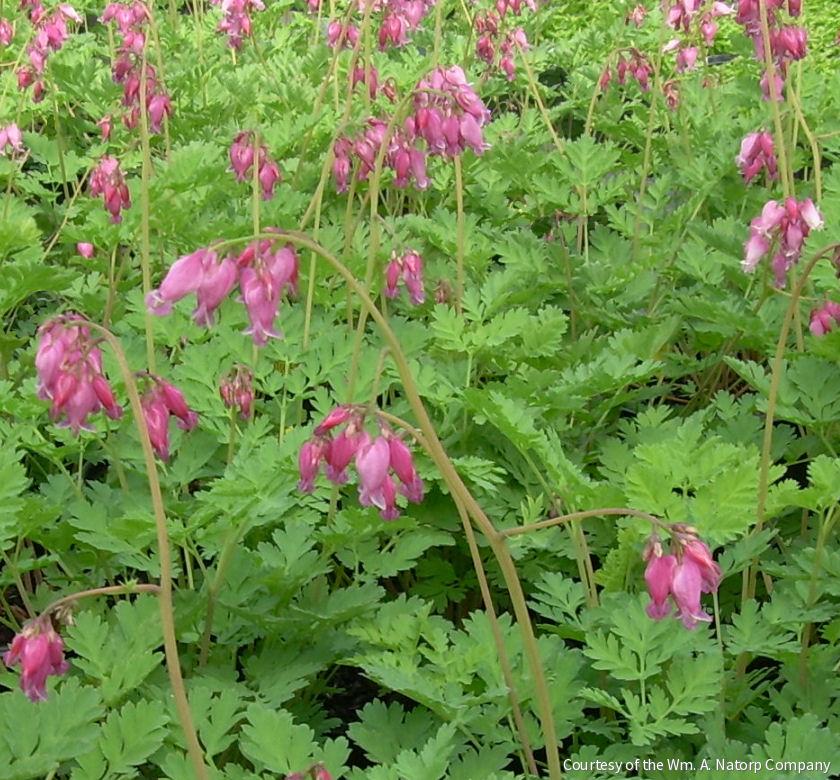 Dicentra 'Luxuriant'