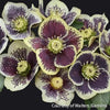 Helleborus Honeymoon® 'Rio Carnival'