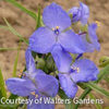 Tradescantia Amethyst Kiss™
