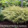 Fern [Ghost] Athyrium x 'Ghost'