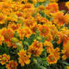 Gaillardia Mesa™ Peach