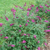 Buddleia Lo and Behold Ruby Chip™