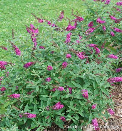 Chip Rhodes Buddleia Lo and Behold Ruby Chip™ – Rhodes Greenhouses