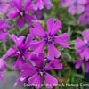 Phlox s. 'Purple Beauty'
