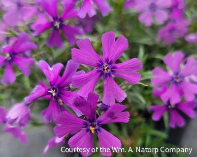 Phlox s. 'Purple Beauty'